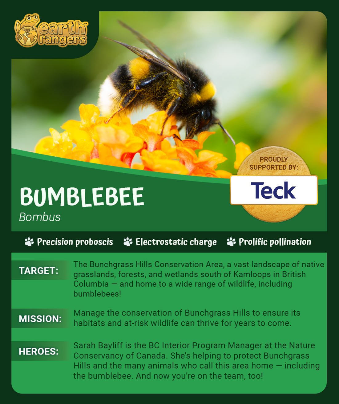 Bumblebee Adoption Kit