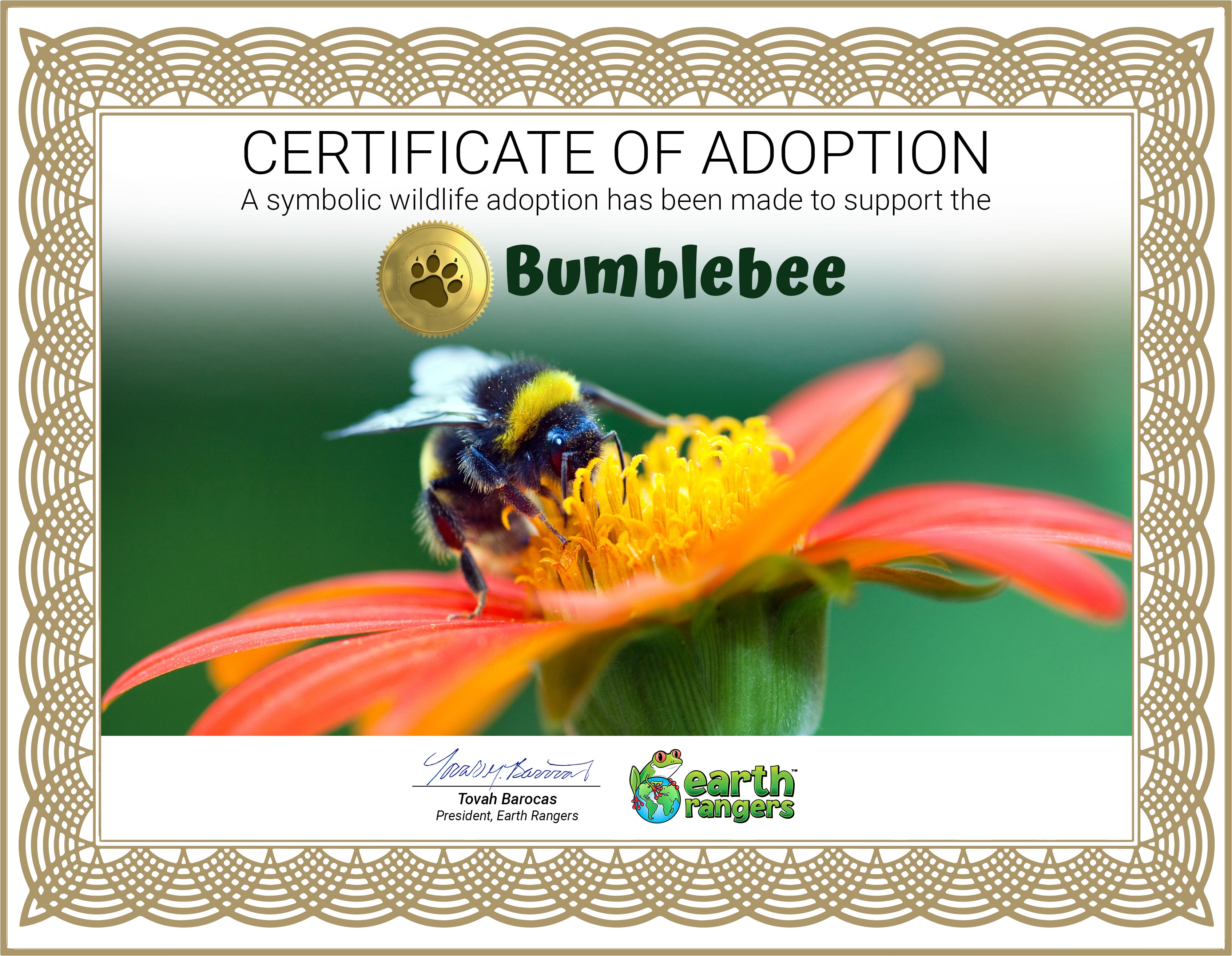 Bumblebee Adoption Kit