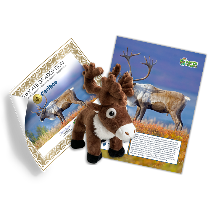 Caribou Adoption Kit