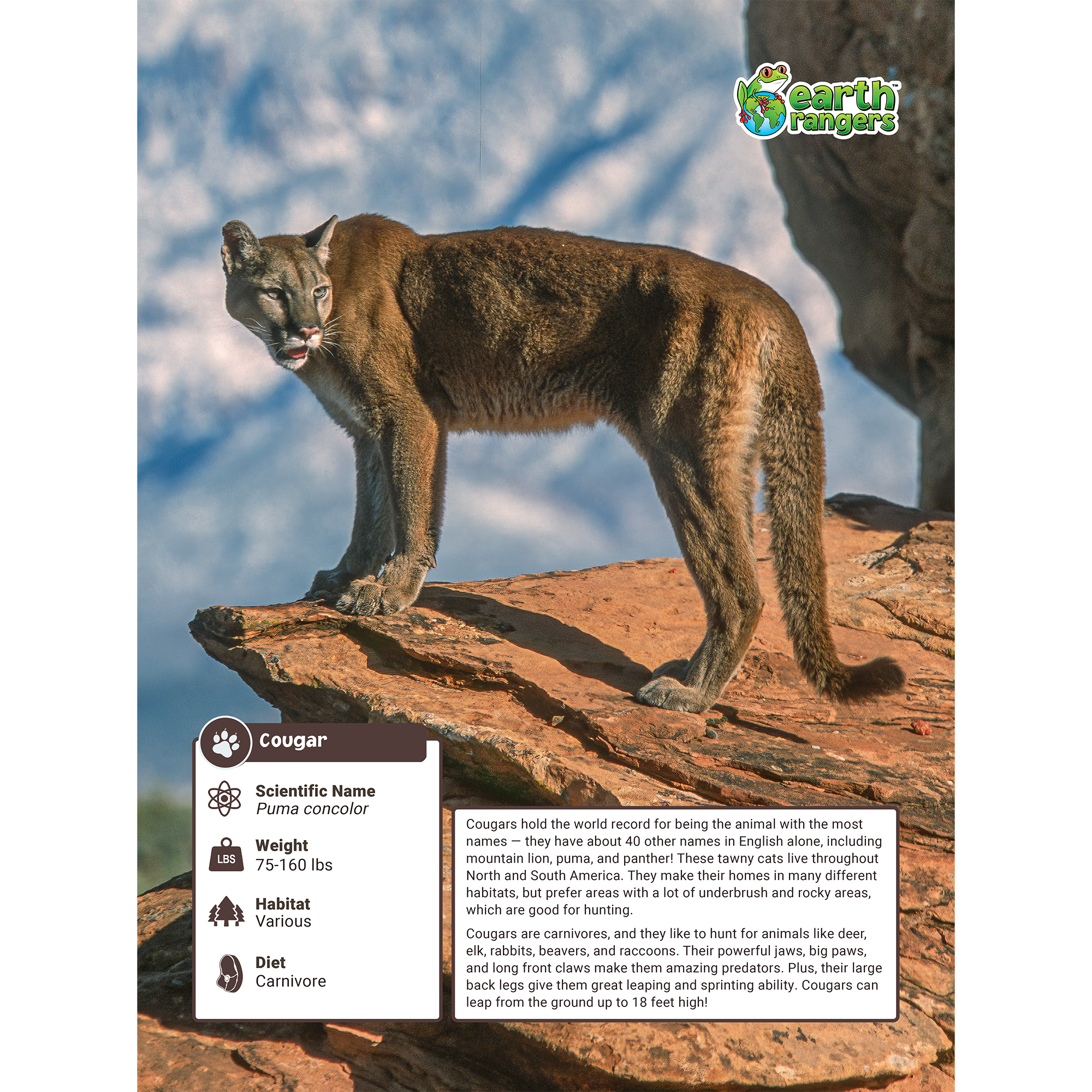 Cougar Adoption Kit