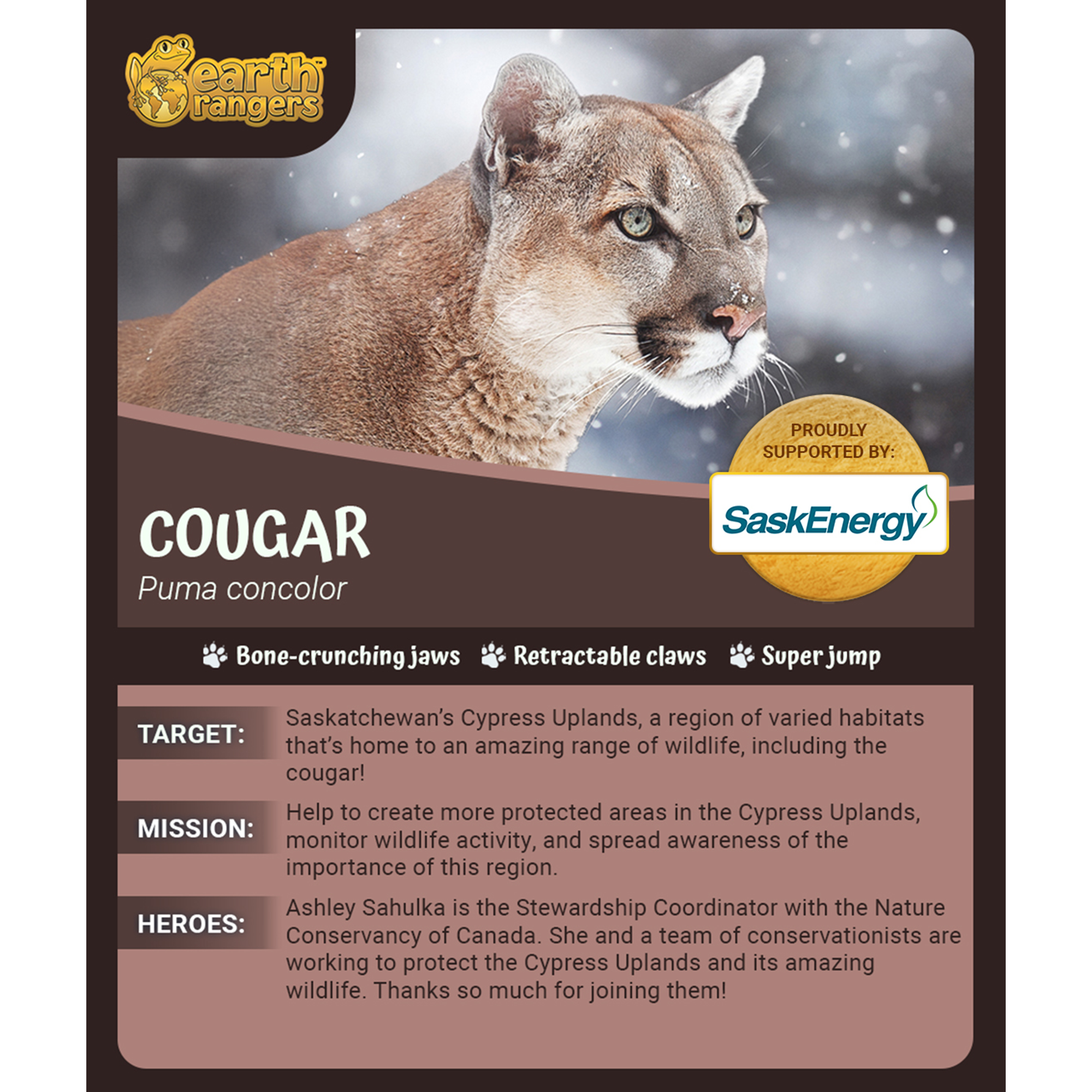 Cougar Adoption Kit