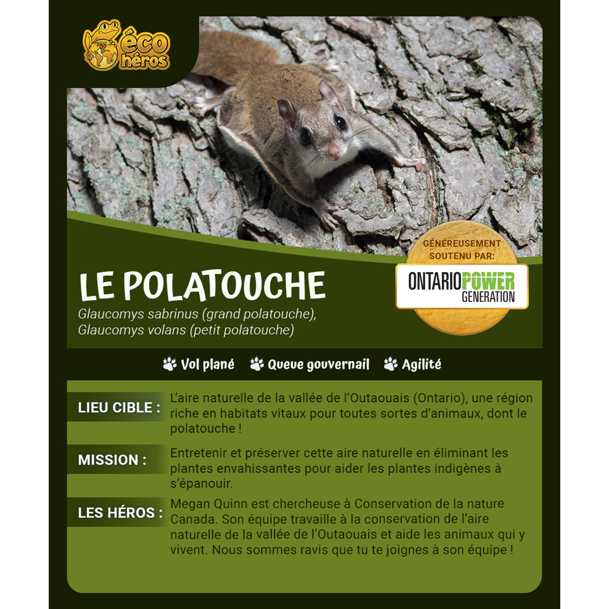 Ensemble d’adoption du polatouche