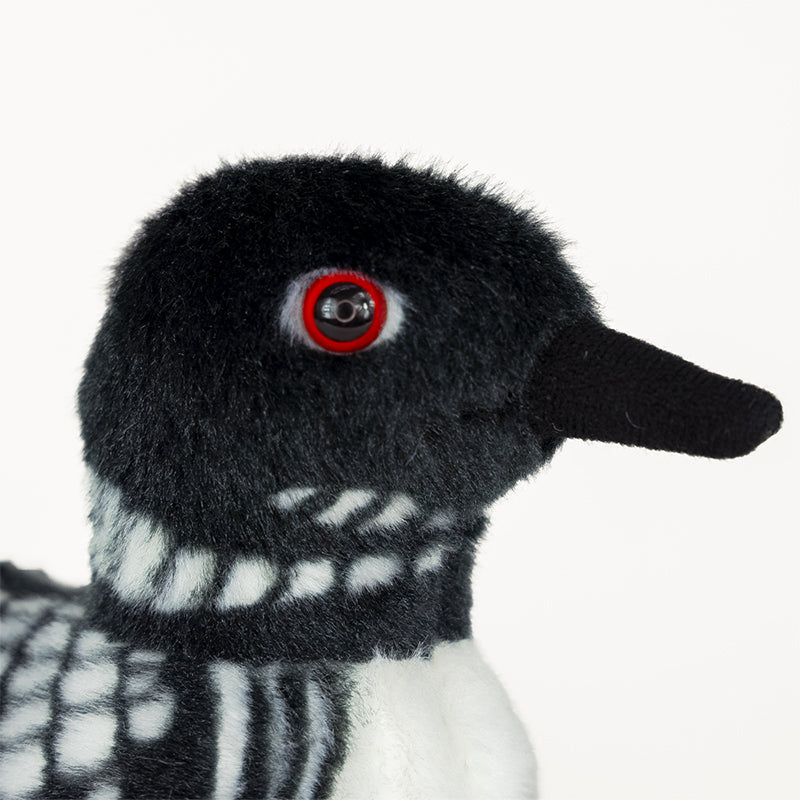 Common Loon Adoption Kit