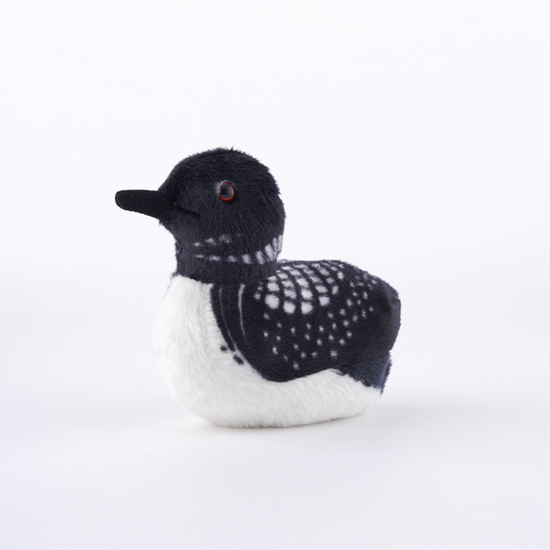 Common Loon Adoption Kit