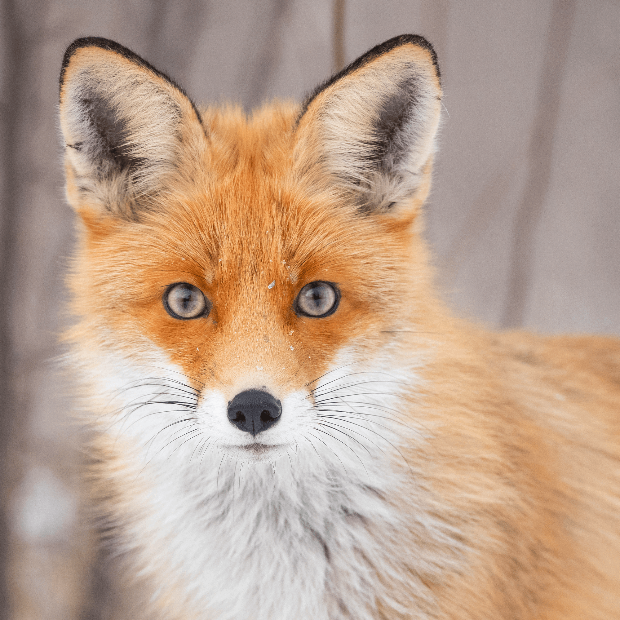 Red Fox Adoption Kit 