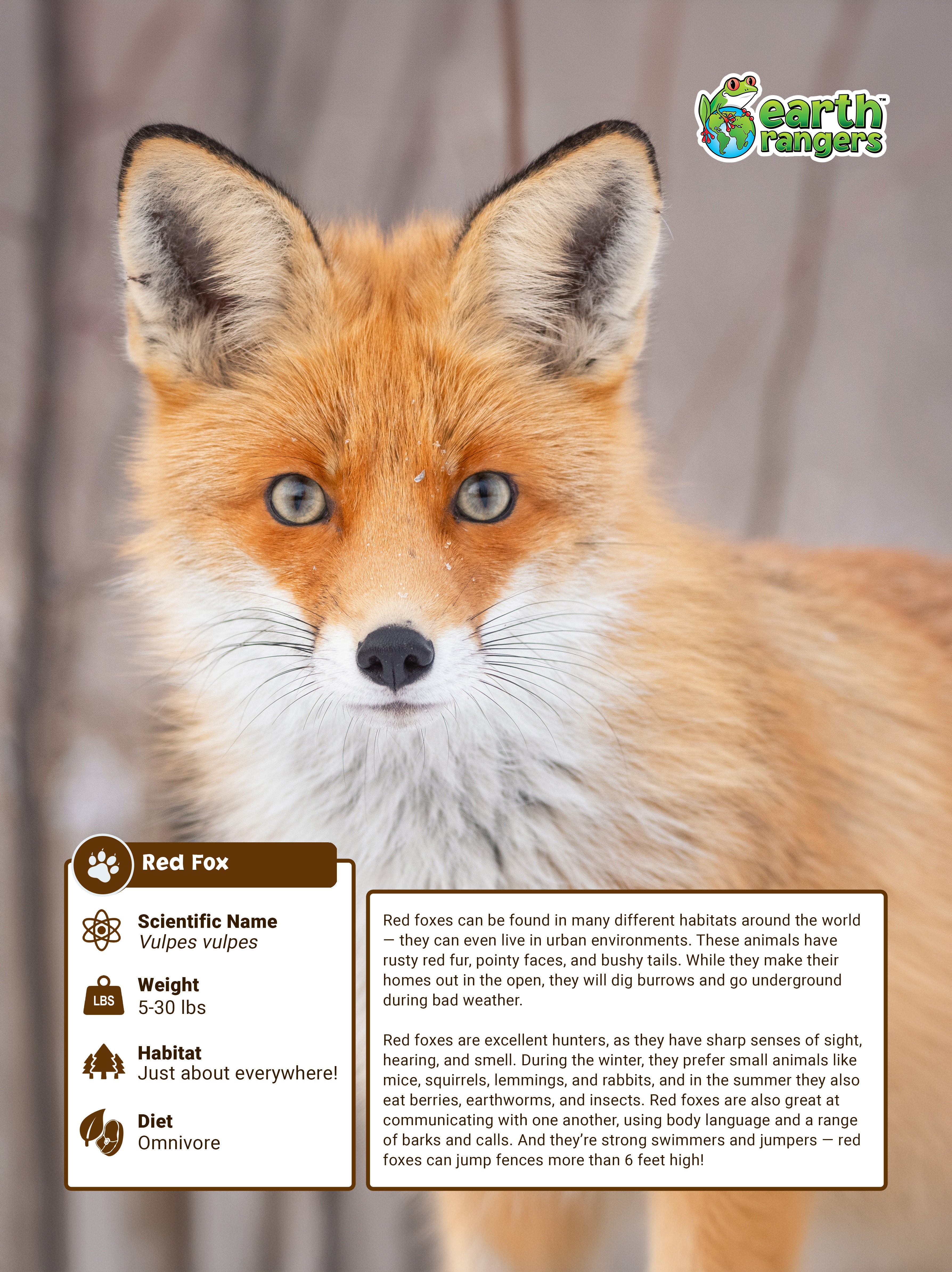 Red Fox Adoption Kit 