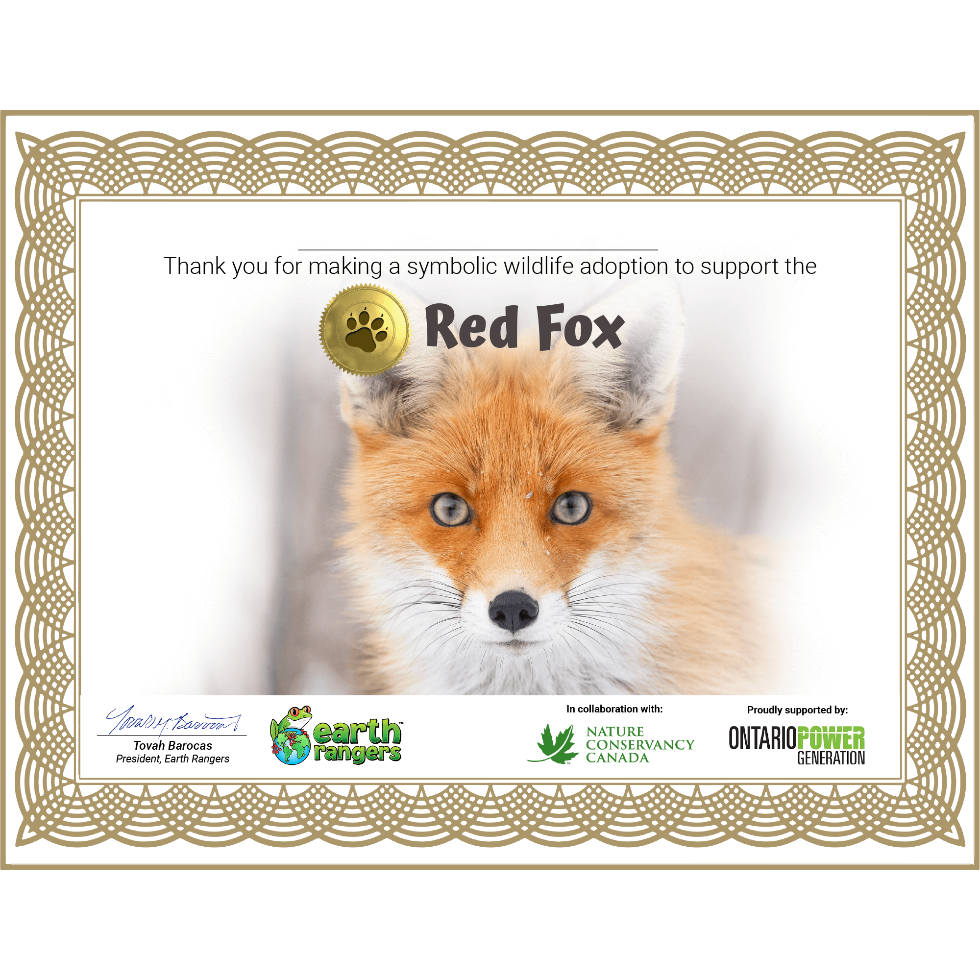 Adopt a Red Fox  Symbolic Adoptions from WWF