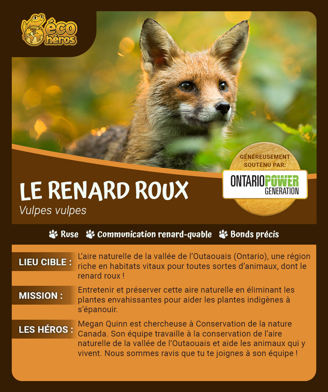 Ensemble d’adoption de renard roux – Peluche