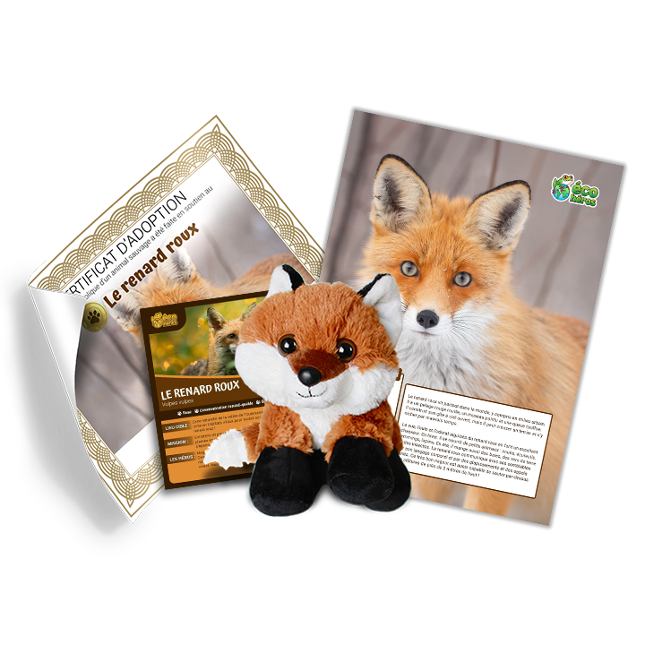 Ensemble d’adoption de renard roux – Peluche