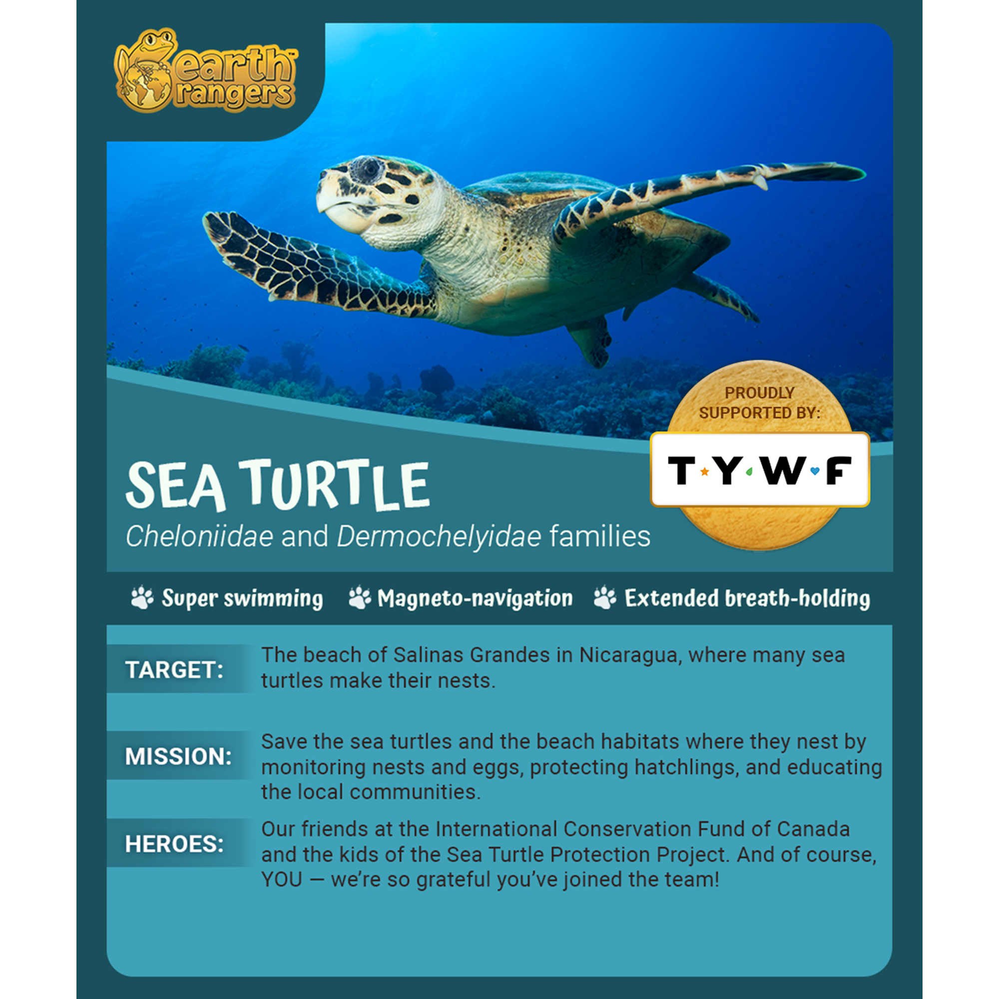 Sea Turtle Adoption Kit