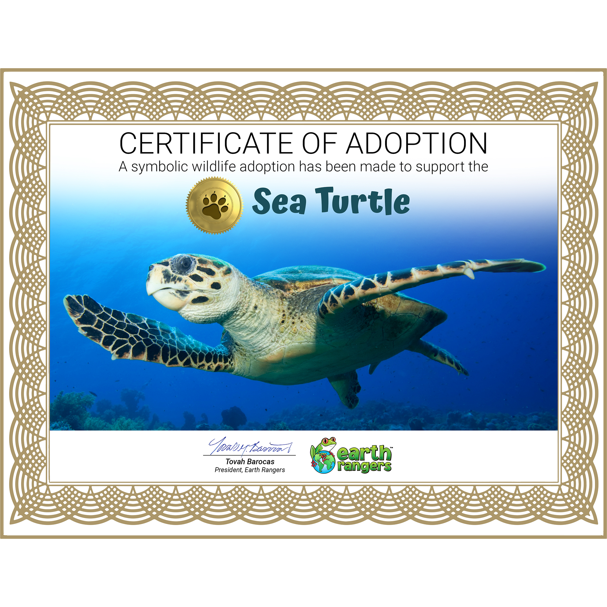 Sea Turtle Adoption Kit